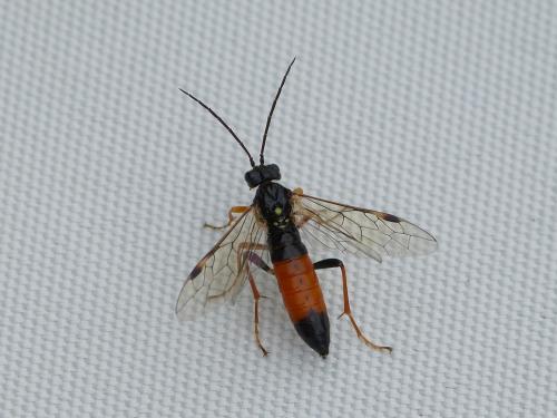 Réf. 199 980 : Tenthredopsis sp.